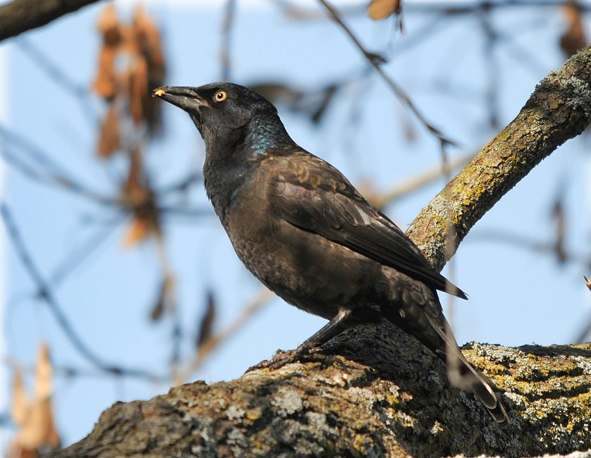 BBPhoto-20091018-070 10x8